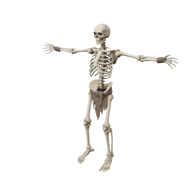Human skeleton